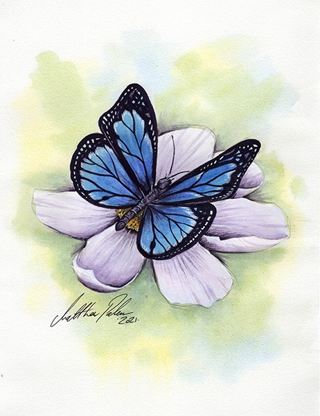 A Blue monarch butterfly .jpg0