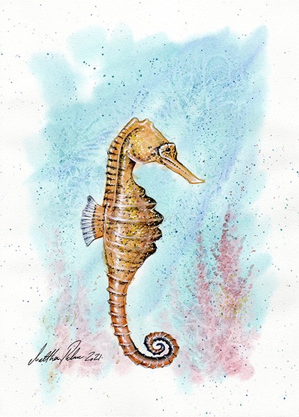 A beautiful seahorse