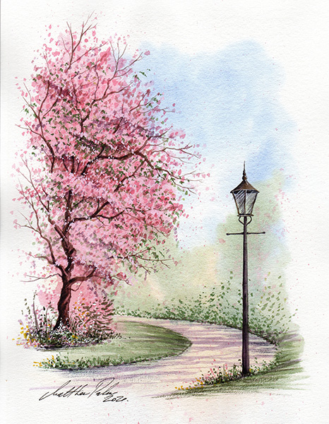Cherry blossom in gardens