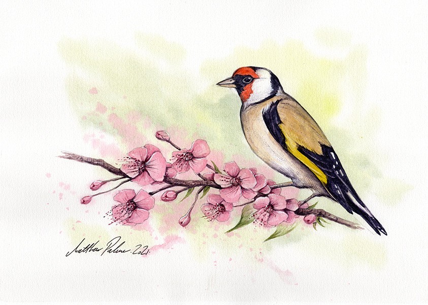 Goldfinch on a cherryblossom