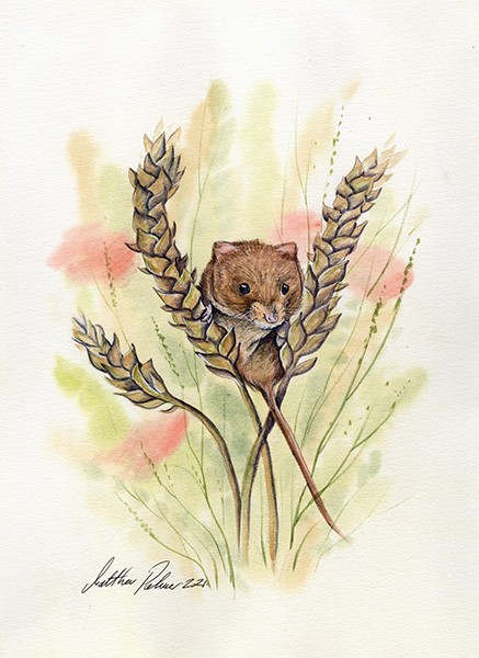 Harvest mouse in a wheat and poppy field