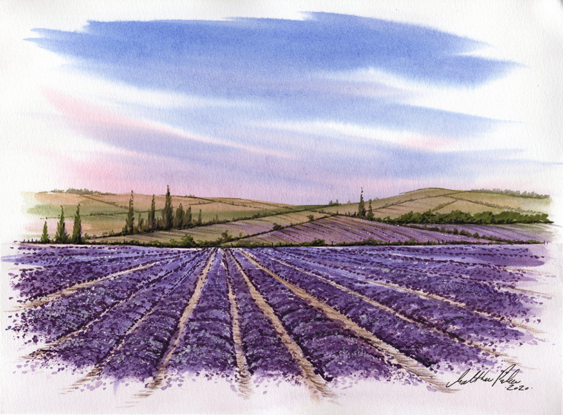 Lavender Fields