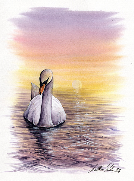 Swan lake and sunset